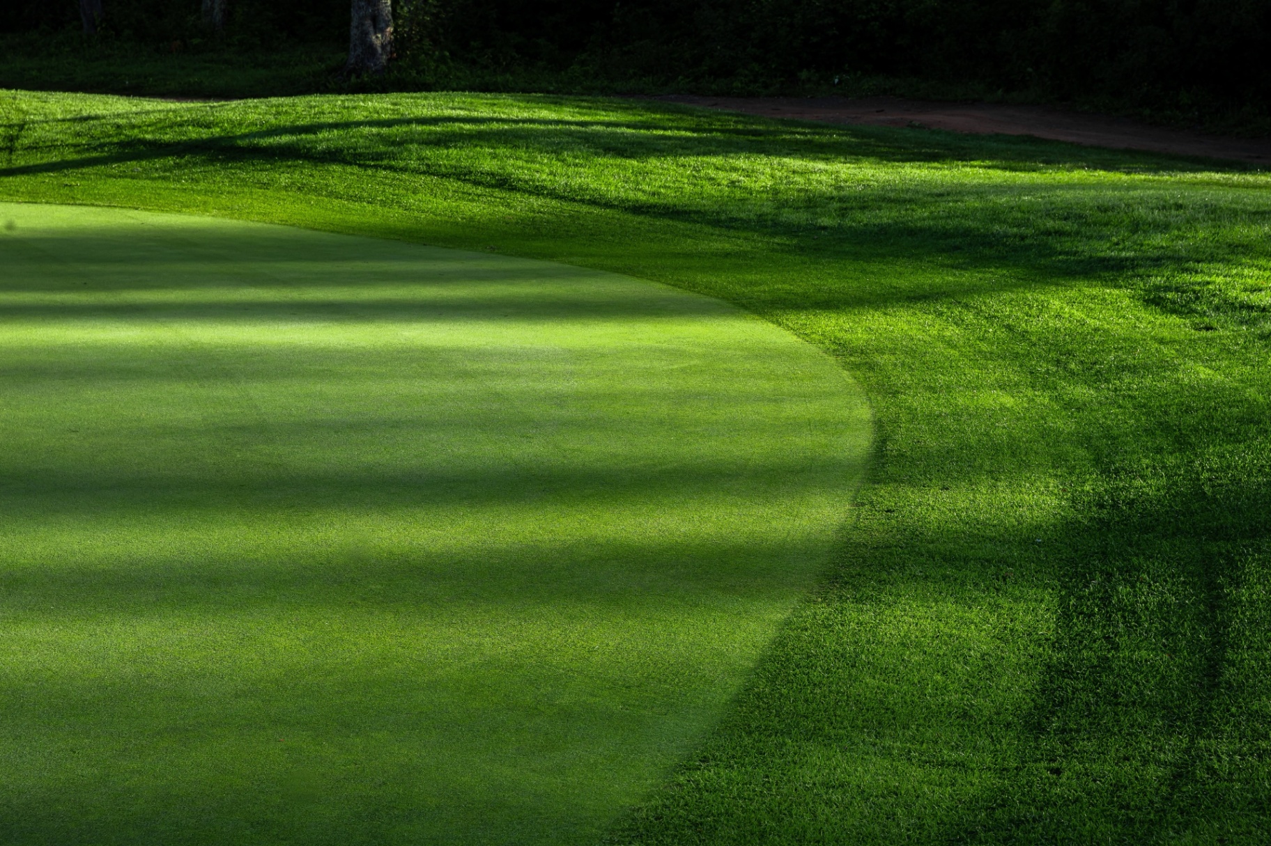 Bentgrass Greens